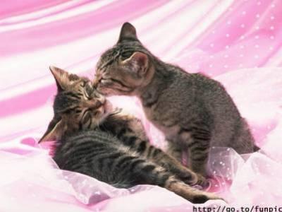 l'amour toujour